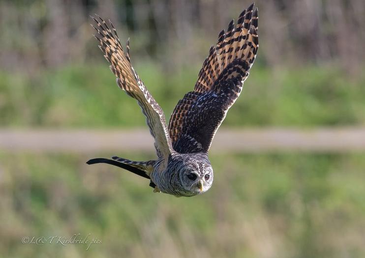 York Bird of Prey Centre